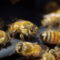 日本で養蜂されているミツバチは2種類いるって知ってますか？