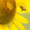 動物の花粉媒介者の減少がヒトの栄養と世界的健康に及ぼす影響：モデル化分析 （ランセット）
