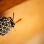 アナフィラキシーショックとハチ毒について