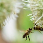 日本ミツバチの生態と1年の過ごし方