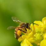 ミツバチからの恩恵はハチミツだけではない～みつばち由来のお役立ち素材解説