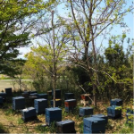 養蜂の基礎（1）～養蜂は春から始めるのが最適です