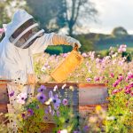 いよいよ本格的な採蜜シーズンがスタート！5月の養蜂家