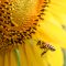 西洋ミツバチと日本ミツバチのハイブリッド飼育について