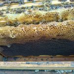 11月の養蜂家の仕事について