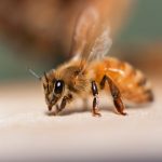 ミツバチは、本当は哺乳類？？