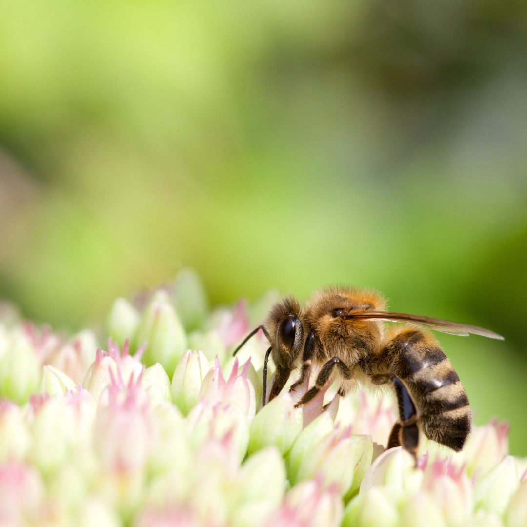 日本にあるセイヨウミツバチの楽園 - はちみつ大学はちみつ大学