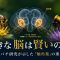 ミツバチは頭が大きいほど賢い——脳容量と学習能力の相関を国際共同研究が解明
