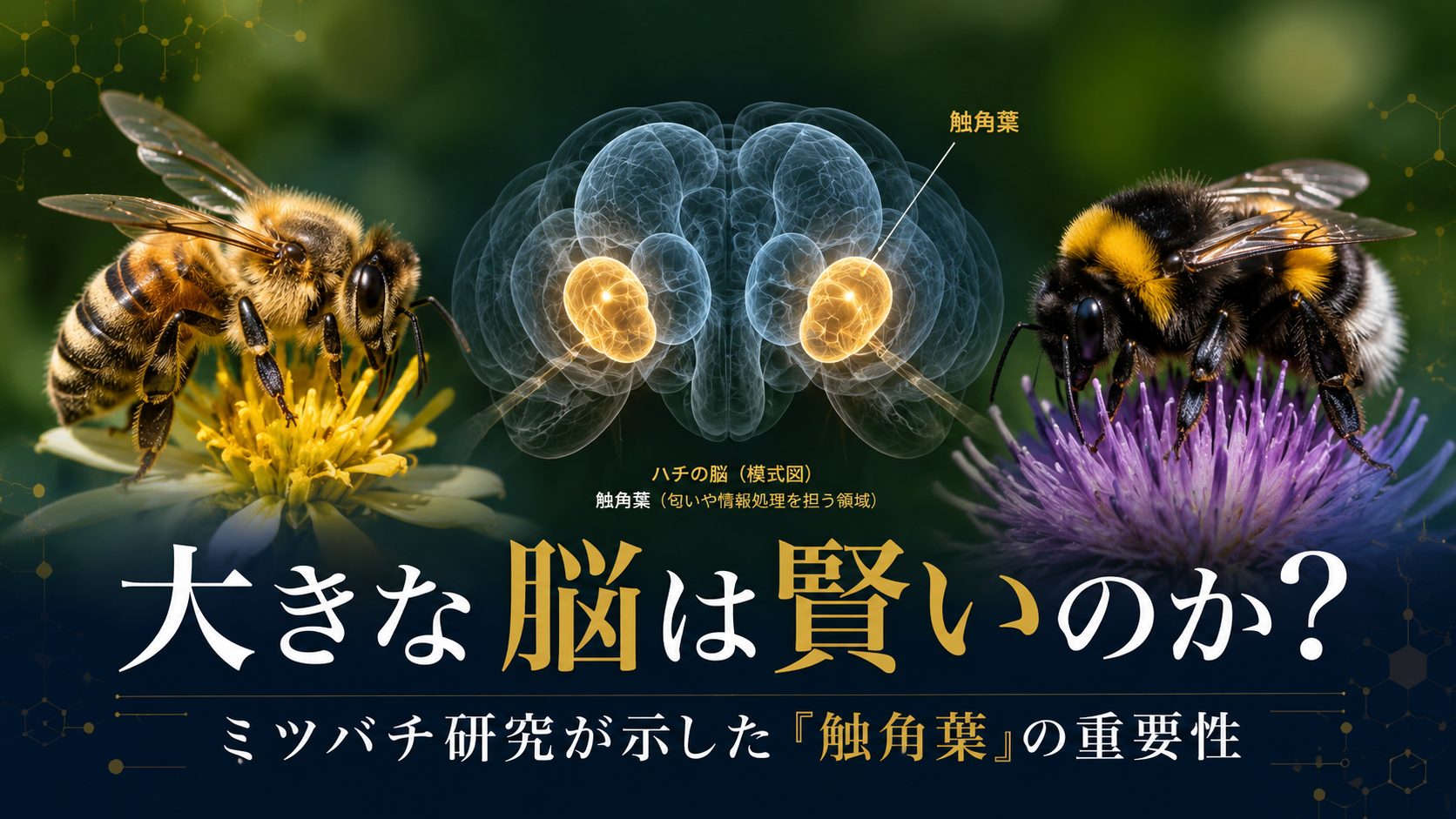 ミツバチは頭が大きいほど賢い——脳容量と学習能力の相関を国際共同研究